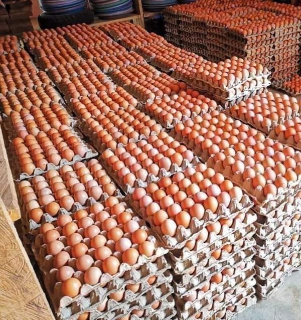Poultry farm egg
